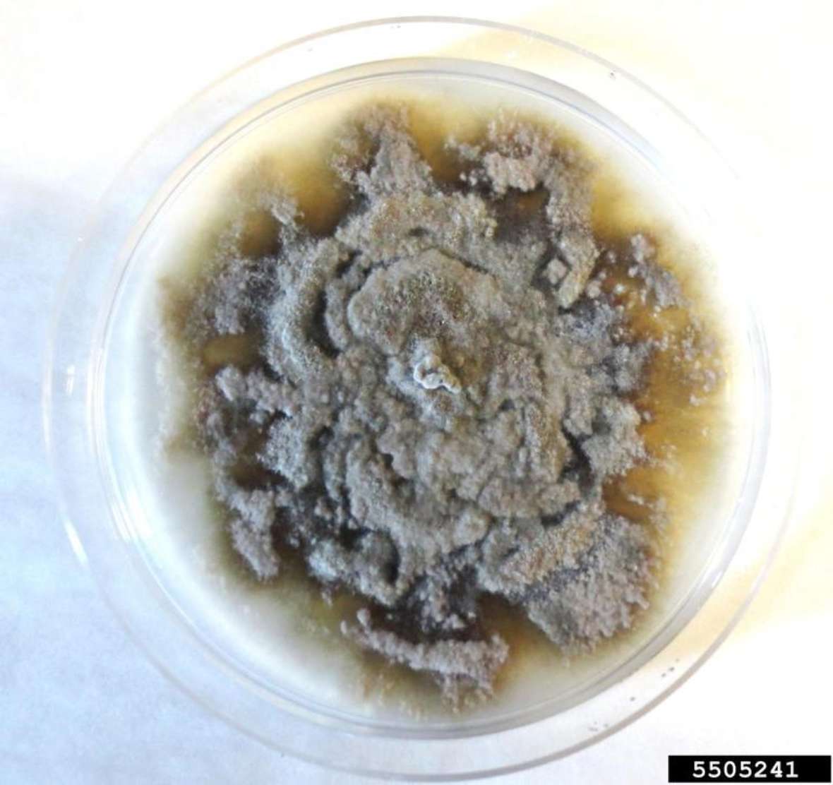 Pilzkultur des Eichenwelkepilzes Bretziella fagacearum auf Kartoffel-Dextrose Agar